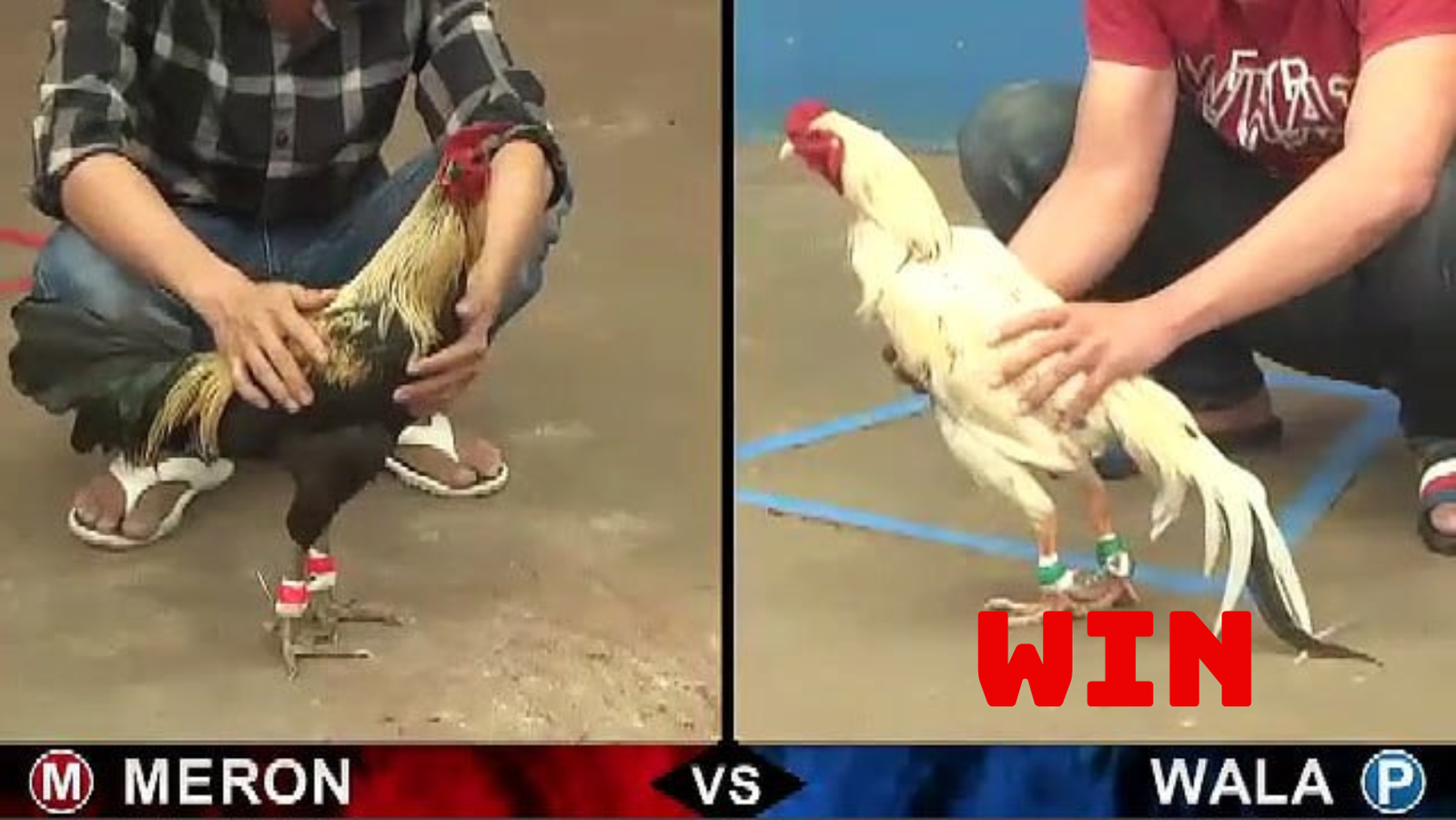 Trận đấu giữa gà cựa sắt Thái lai Việt với gà Mỹ lai Việt